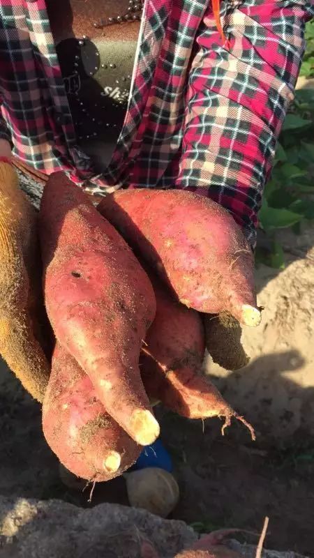 富硒沙地地瓜(富硒地瓜营养价值)-硒宝网