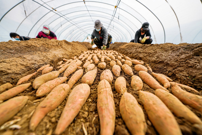 富硒地瓜秧苗（富硒地瓜怎么种植）-硒宝网