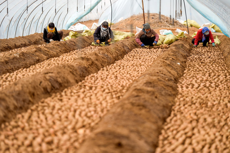 富硒地瓜秧苗（富硒地瓜怎么种植）-硒宝网