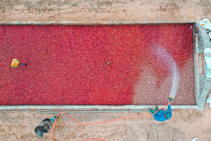 富硒地瓜秧苗（富硒地瓜怎么种植）-硒宝网