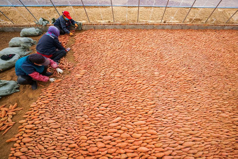 富硒地瓜秧苗（富硒地瓜怎么种植）-硒宝网
