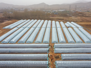 富硒地瓜秧苗（富硒地瓜怎么种植）-硒宝网