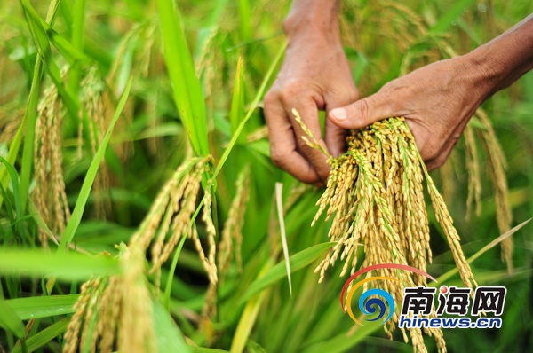 店子富硒地瓜(富硒地瓜好吃吗)-硒宝网