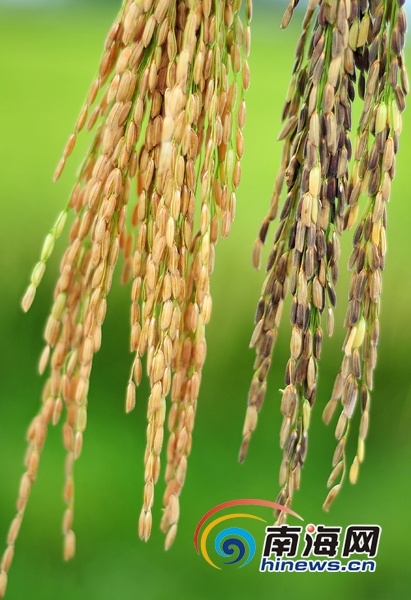 店子富硒地瓜(富硒地瓜好吃吗)-硒宝网