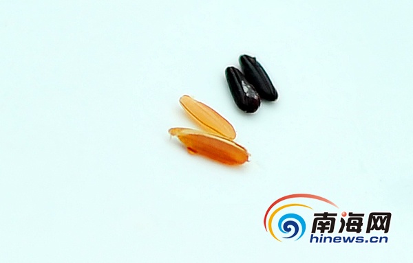 店子富硒地瓜(富硒地瓜好吃吗)-硒宝网