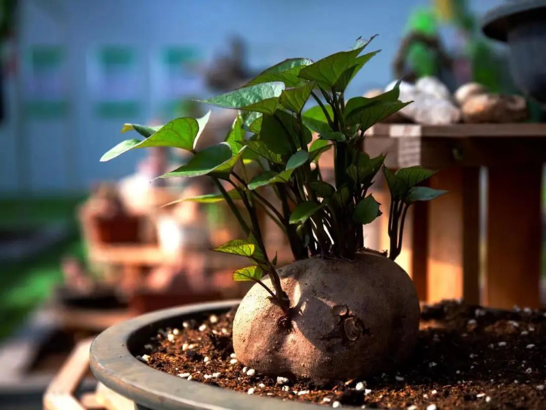 店子富硒地瓜（富硒地瓜有什么好处）-硒宝网