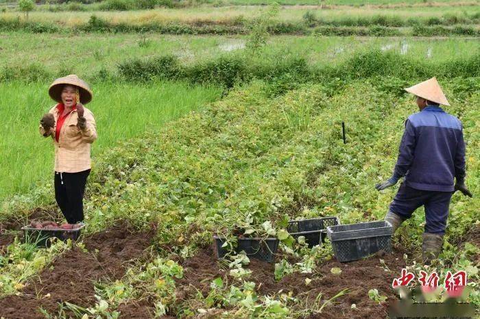 富硒地瓜农药（农药地瓜富硒含量高吗）-硒宝网