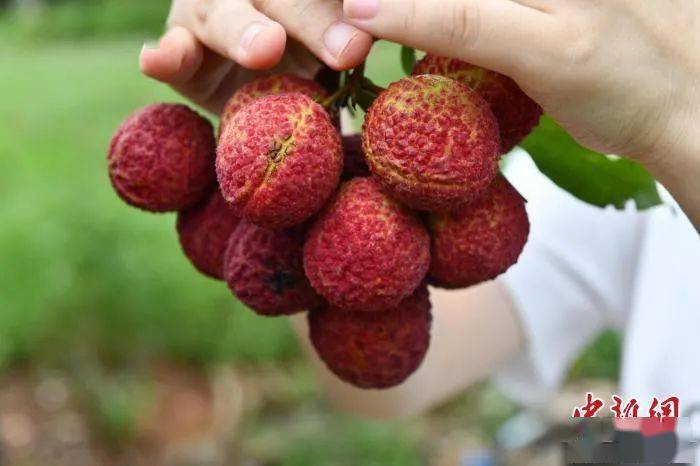 富硒地瓜农药（农药地瓜富硒含量高吗）-硒宝网