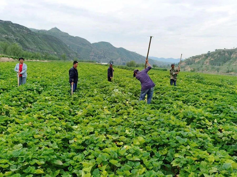 富硒地瓜网购(富硒地瓜好吃吗)-硒宝网