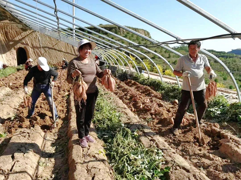 富硒地瓜网购(富硒地瓜好吃吗)-硒宝网