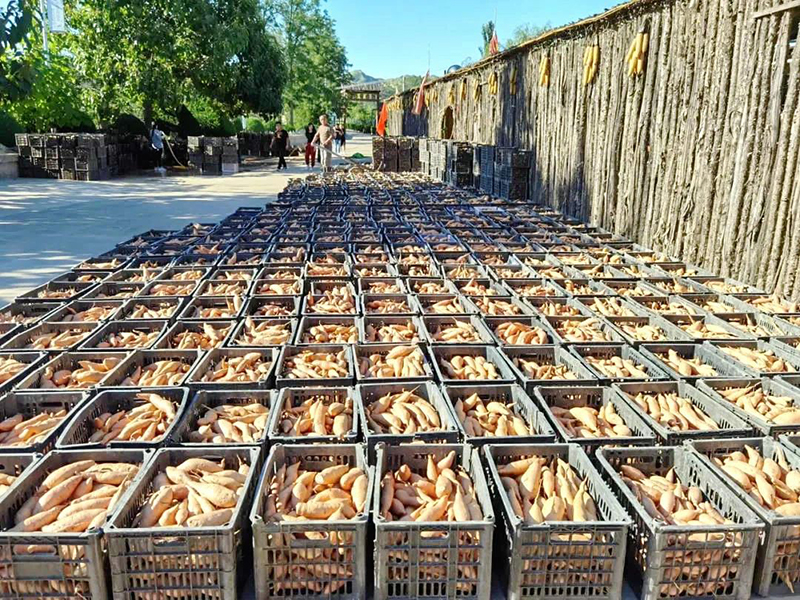 富硒地瓜网购(富硒地瓜好吃吗)-硒宝网