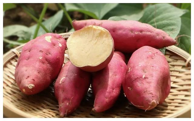 富硒沙土地瓜(富硒地瓜好吗)-硒宝网