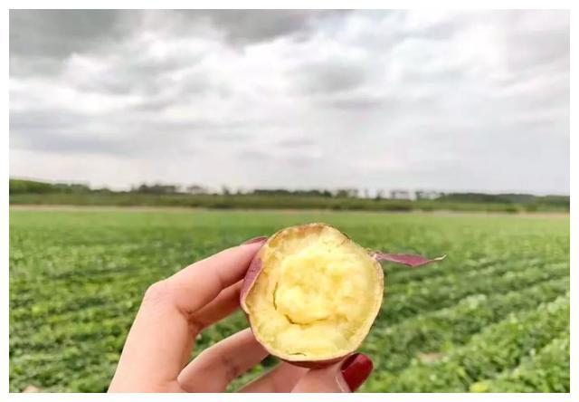 富硒沙土地瓜(富硒地瓜好吗)-硒宝网