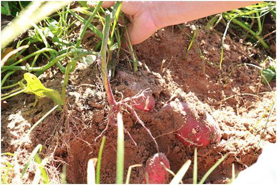 富硒地瓜干片(富硒地瓜能减肥吗)-硒宝网