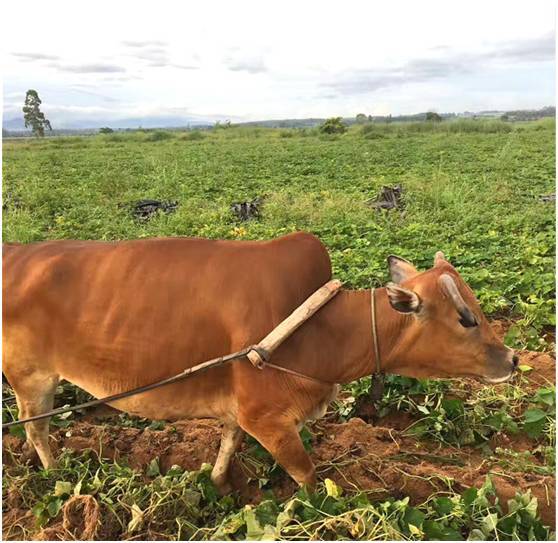 富硒地瓜干片(富硒地瓜能减肥吗)-硒宝网