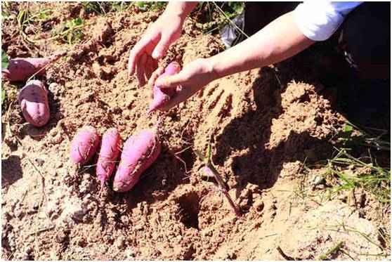 富硒地瓜干片(富硒地瓜能减肥吗)-硒宝网