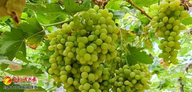 喀什富硒面粉（富硒面粉什么意思）-硒宝网