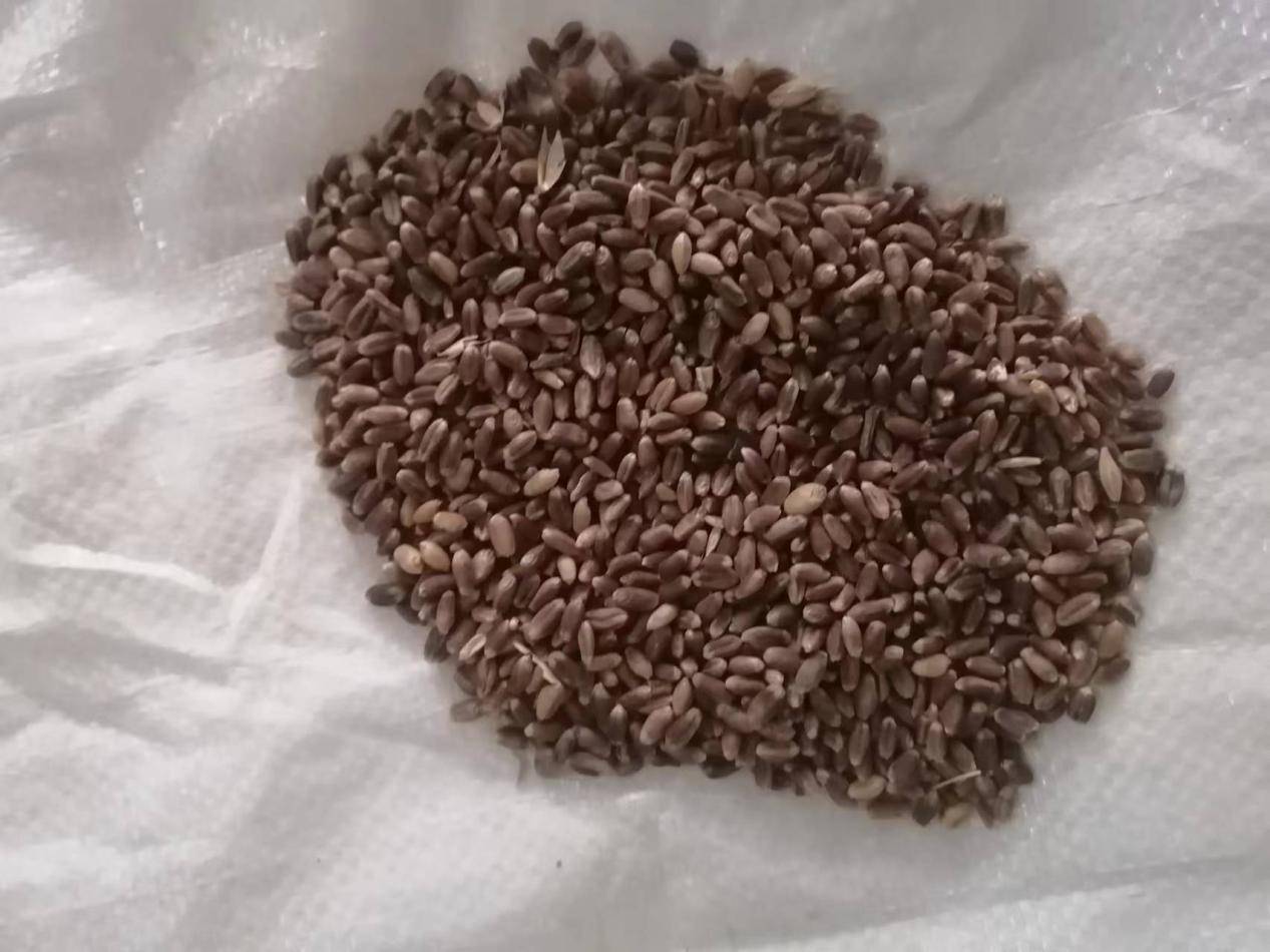 隆尧富硒面粉(富硒面粉的价格)-硒宝网