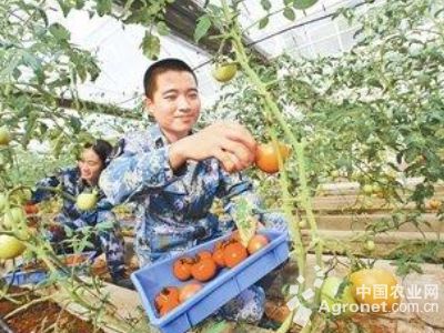 工业富硒面粉(富硒面粉厂)-硒宝网