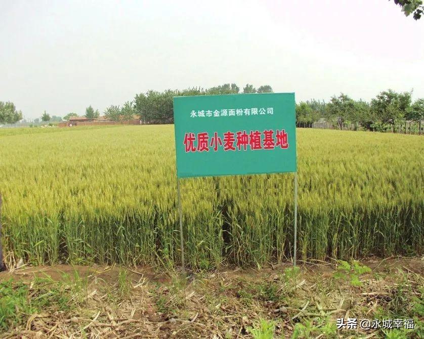 永城富硒面粉(富硒面粉厂)-硒宝网