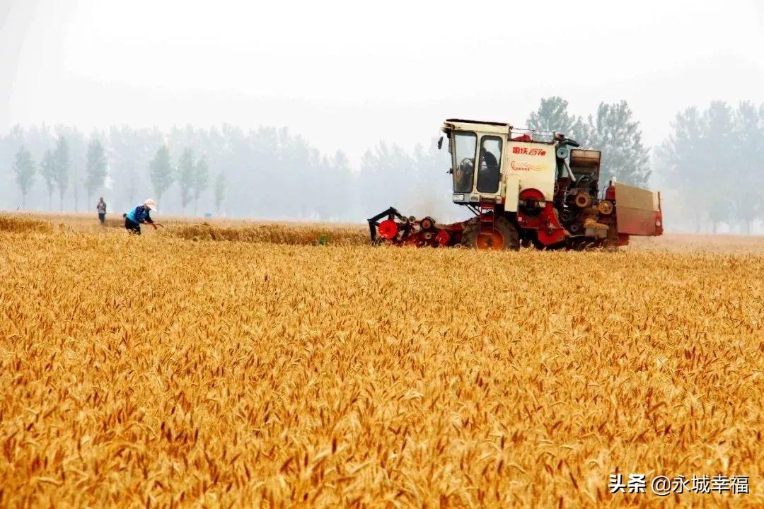永城富硒面粉(富硒面粉厂)-硒宝网