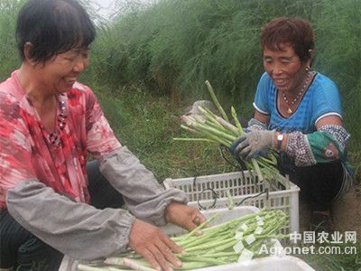 水花富硒面粉(面粉富硒标准)-硒宝网