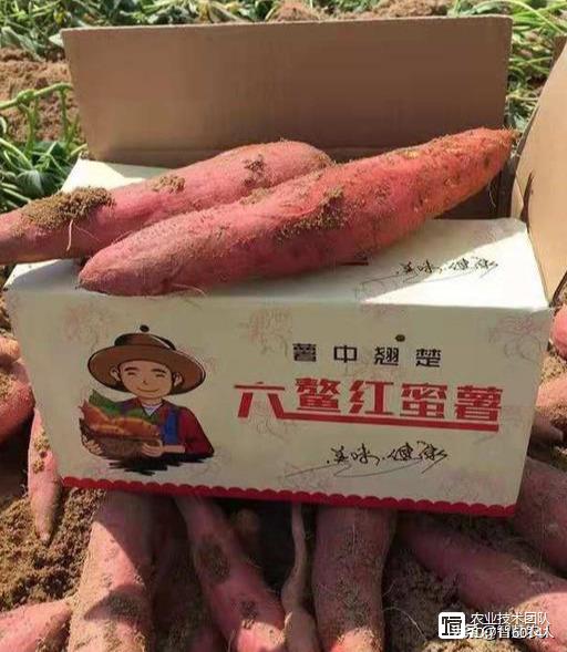 富硒地瓜农药(农药地瓜富硒含量多少)-硒宝网