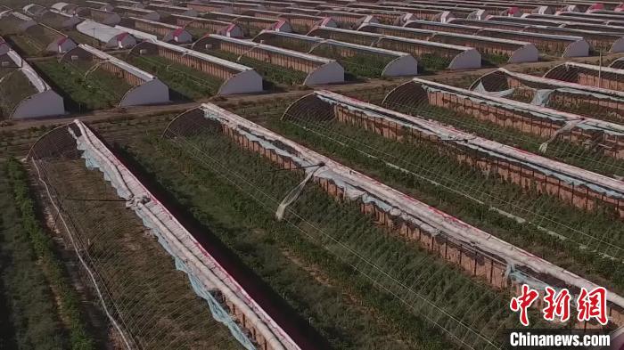 绿色富硒面粉(富硒面粉怎么是黑的)-硒宝网