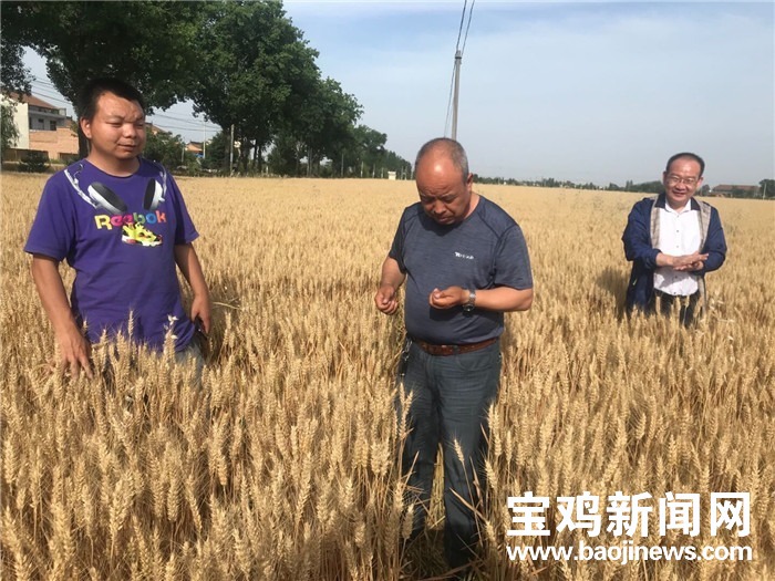 陕西富硒面粉(富硒面粉是骗局吗)-硒宝网