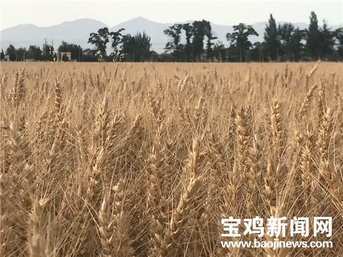 陕西富硒面粉(富硒面粉是骗局吗)-硒宝网