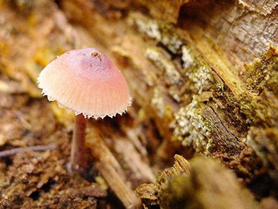 航天富硒面粉（富硒面粉什么意思）-硒宝网