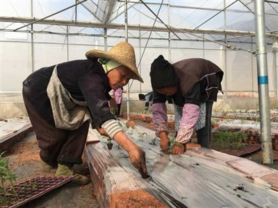 航天富硒面粉（富硒面粉厂）-硒宝网