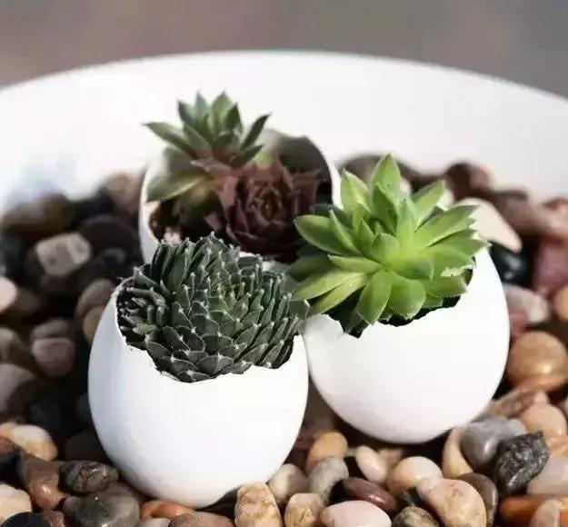 鸡蛋壳补钙吗（鸡蛋壳含钙）-硒宝网