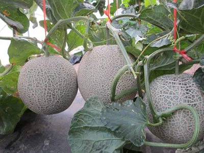 航天富硒面粉(富硒面粉是骗局吗)-硒宝网