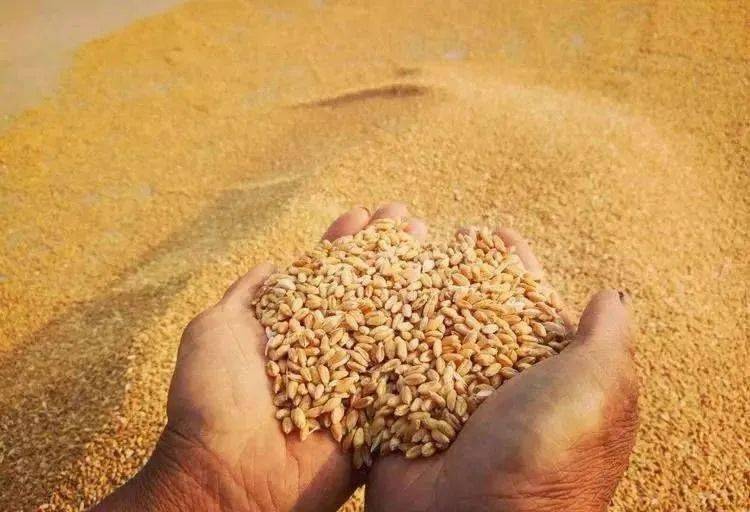 富硒面粉苏州(富硒面粉价格)-硒宝网