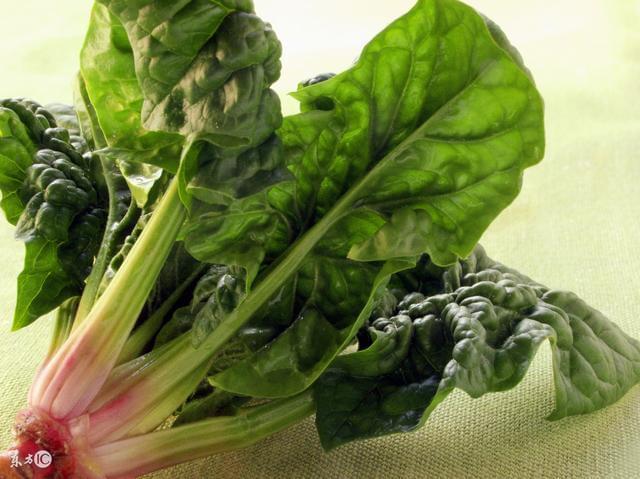 菠菜能补铁吗(菠菜的含铁量)-硒宝网