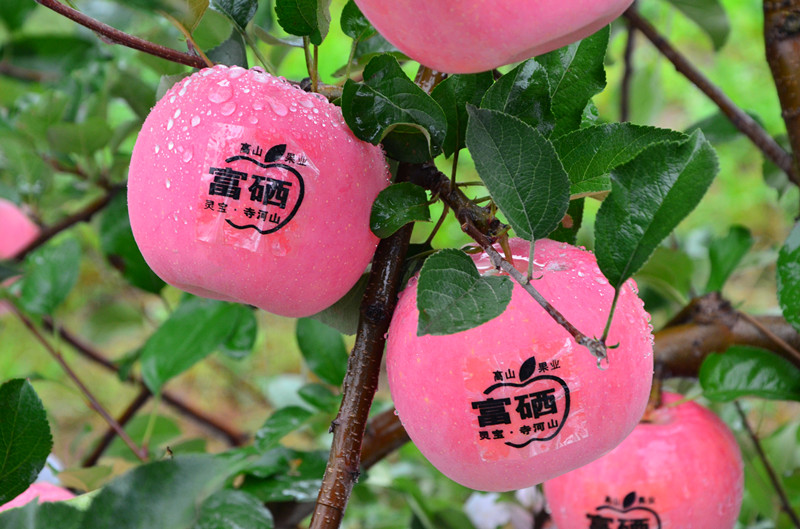 有机富硒面粉(面粉机富硒有哪些品牌)-硒宝网