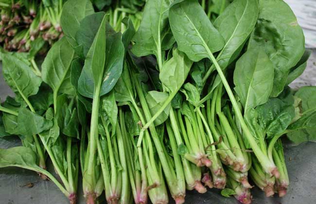 菠菜能补铁吗（菠菜能补铁吗研究报告）-硒宝网