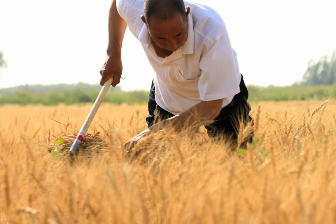 河套面粉富硒(富硒面粉是骗局吗)-硒宝网