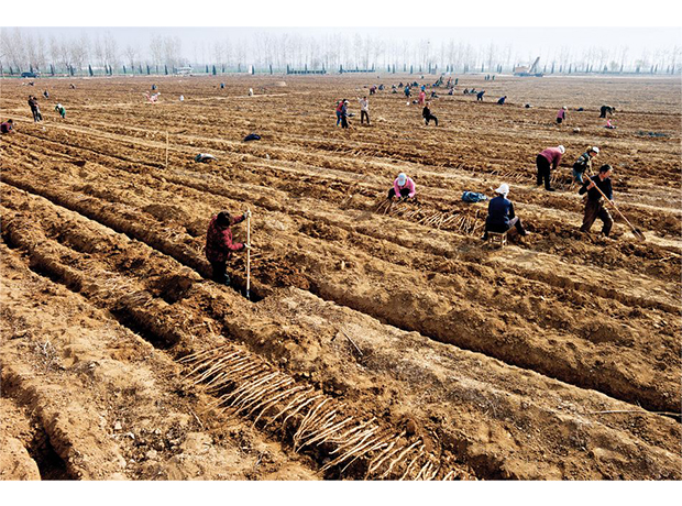 江苏富硒面粉(江苏徐州富硒面粉)-硒宝网