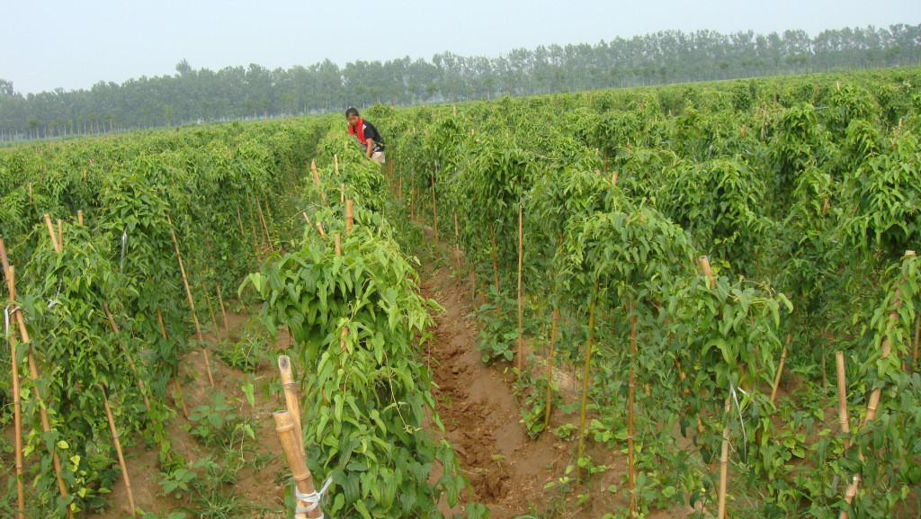 江苏富硒面粉(江苏徐州富硒面粉)-硒宝网