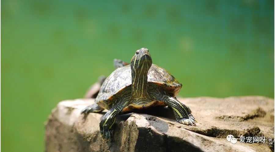 乌龟吃什么补钙（乌龟补钙吃什么好）-硒宝网