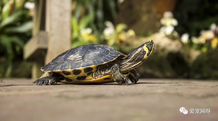 乌龟吃什么补钙（乌龟补钙吃什么好）-硒宝网