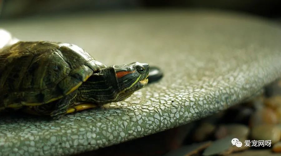 乌龟吃什么补钙（乌龟补钙吃什么好）-硒宝网