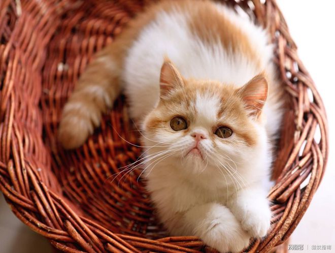 河虾补钙吗（补钙河虾好还是海虾好）-硒宝网