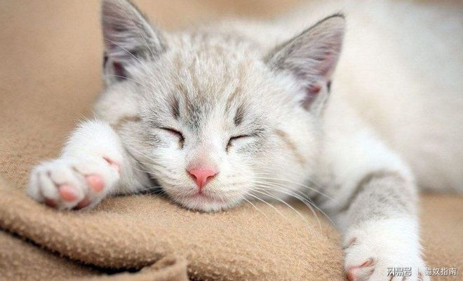 河虾补钙吗（补钙河虾好还是海虾好）-硒宝网