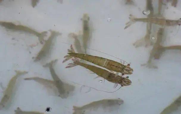 河虾补钙吗(补钙河虾粉)-硒宝网