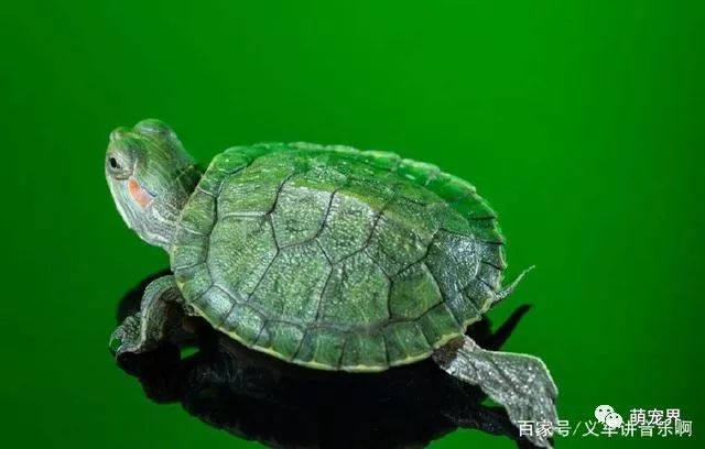 乌龟吃什么补钙（乌龟补钙吃什么药）-硒宝网