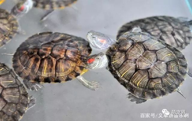 乌龟吃什么补钙（乌龟补钙吃什么药）-硒宝网