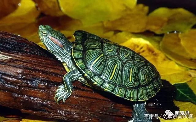 乌龟吃什么补钙（乌龟补钙吃什么药）-硒宝网